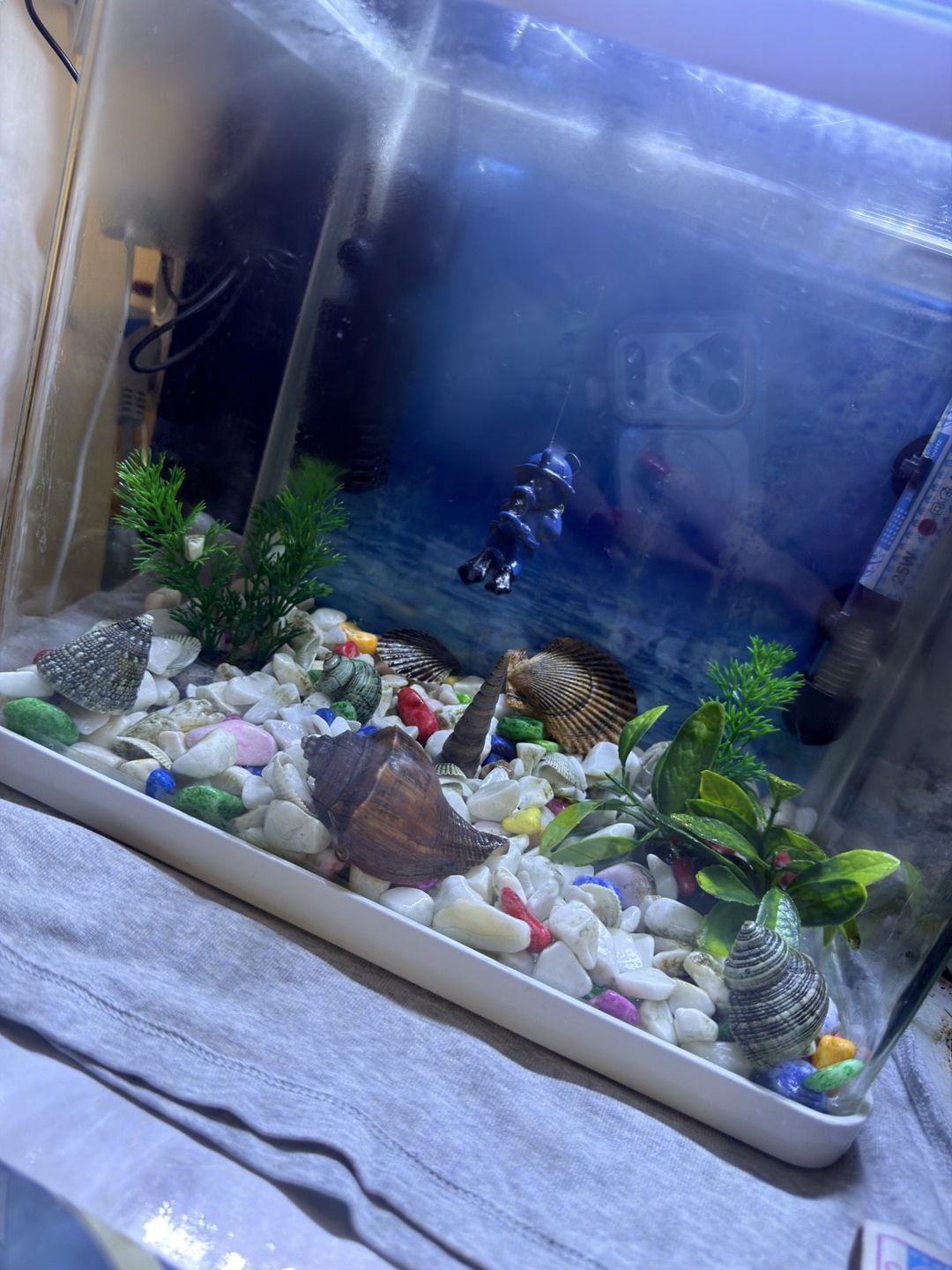 Akvarium — Akvariumlar və balıqlar, Bakı (3)