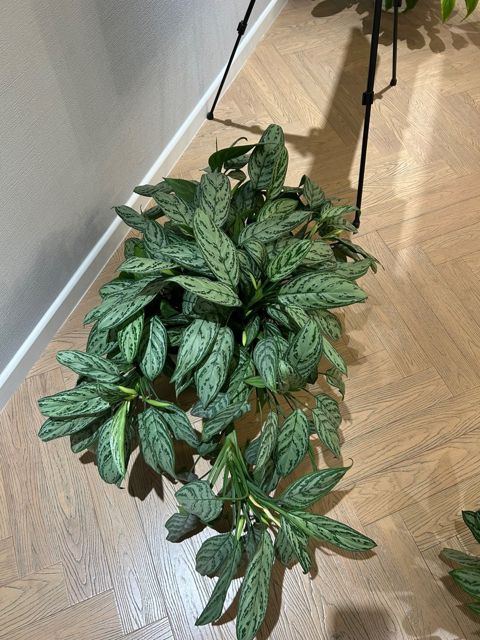 Aglaonema — Bakı
