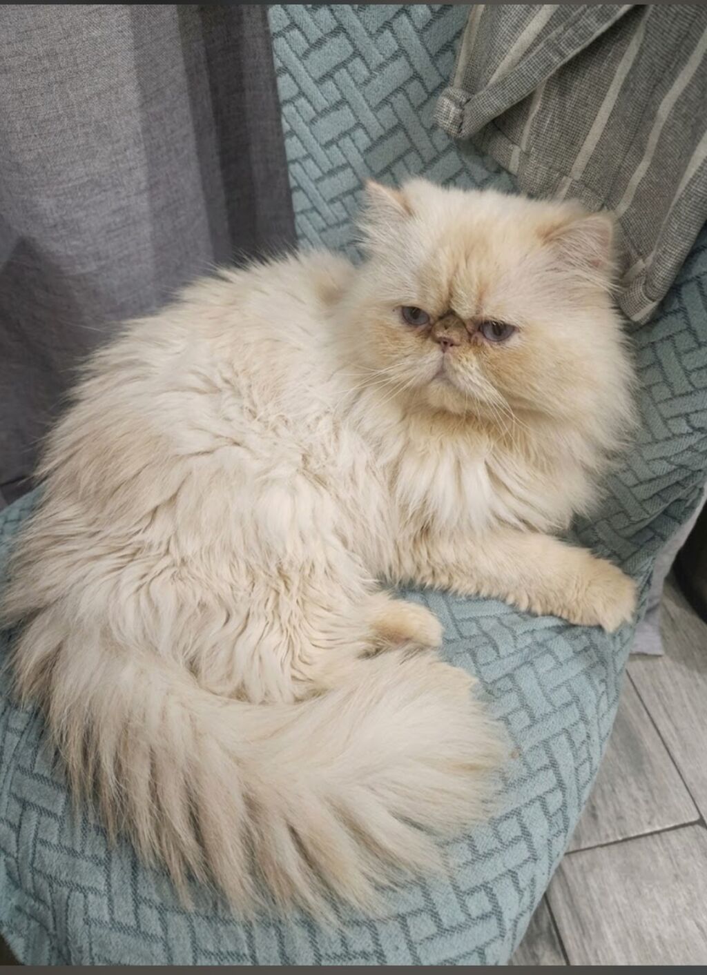 Fars, Erkək, Cütləşmə üçün — Pişiklər, Bakı (2)
