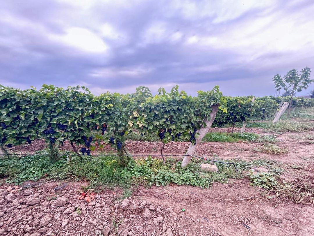 4000 sot torpaq sahəsi, Tovuz r — Torpaq, Tovuz (2)