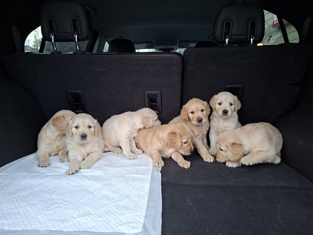 Golden Retriever — Köpəklər, Bakı (5)