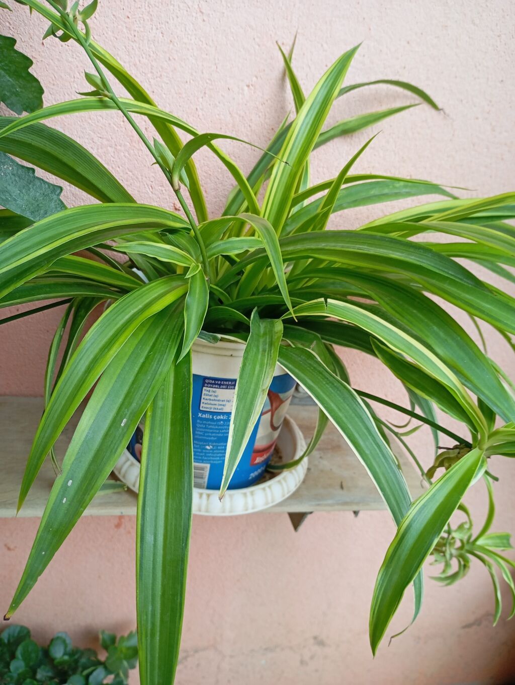 Xlorofitum (Spider Plant) – zolaqlı, asılı pöhrələri olan dekorativ — Qapı bitkələri, Digah
