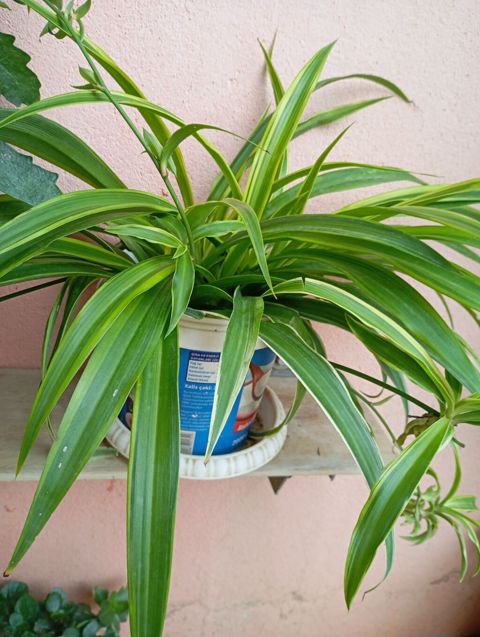 Xlorofitum (Spider Plant) – zolaqlı, asılı pöhrələri olan dekorativ — Gunu