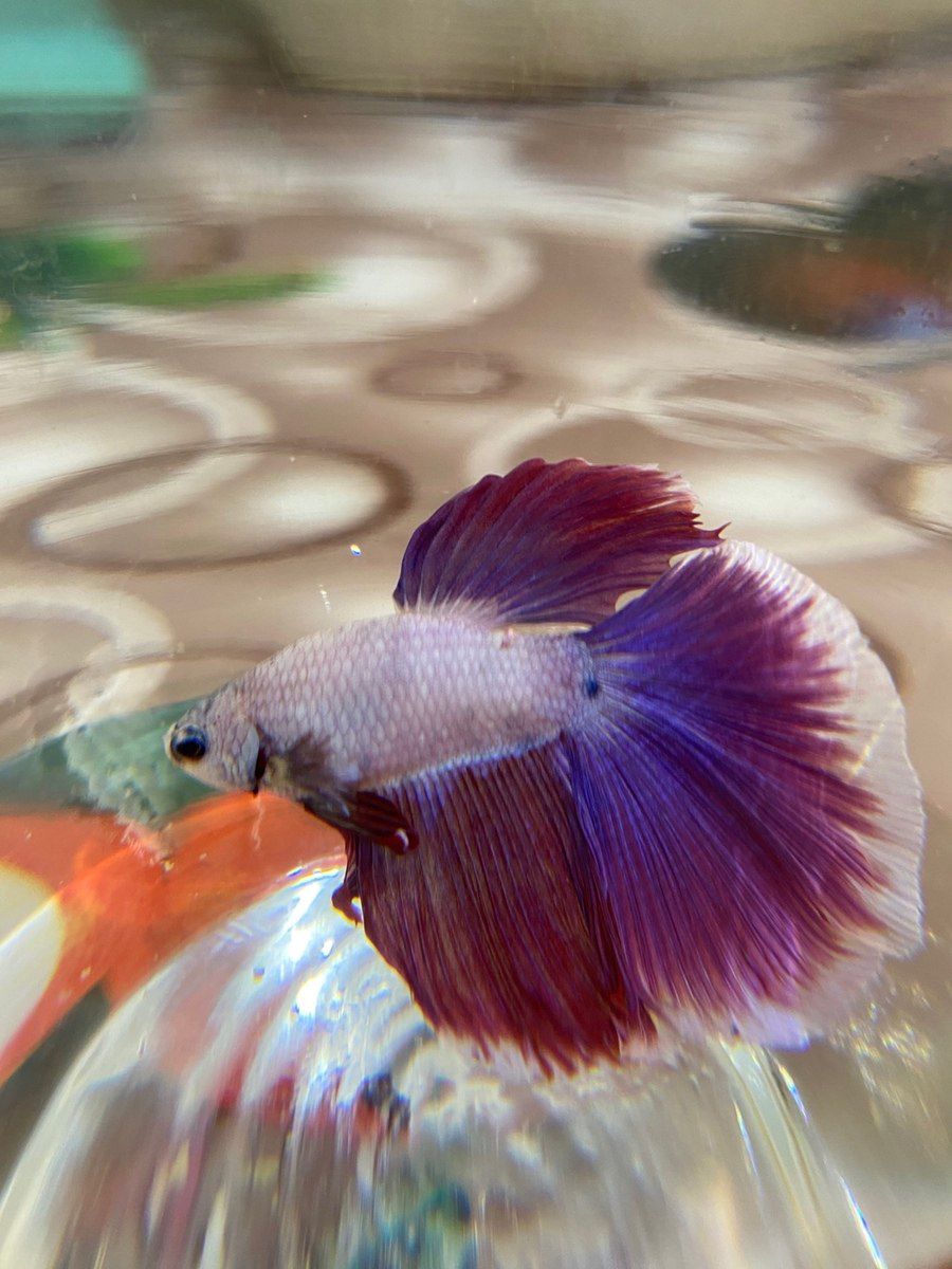 Betta balığı — Akvariumlar və balıqlar, Xırdalan (3)