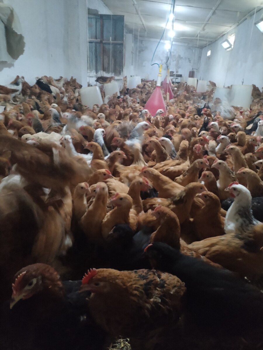 Cücələr — Quşlar, Siyəzən (4)