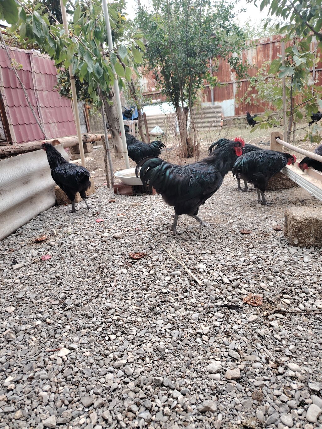 Austrolop xoruzları satışda var 5 aylıqlar — Digərləri, Bakı (2)