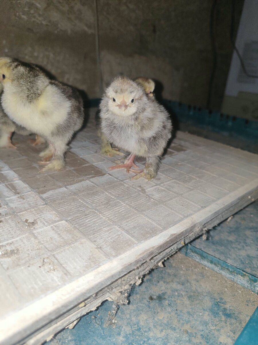 Brama cücələri — Quşlar, Bakı (3)