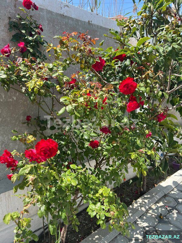 Satılır 3 otaqlı həyət evi/bağ evi 110 m², Məmmədli q — Ev, villa, Bakı (10)