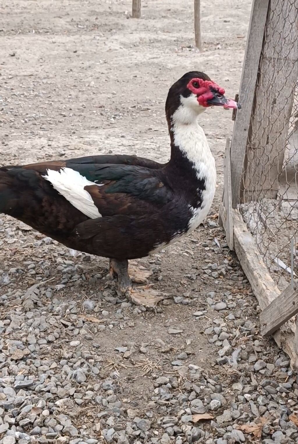 Bilək Hart satlır bu cinsi tanmıyanlar boş boşuna narahat — Digərləri, Bərdə (9)