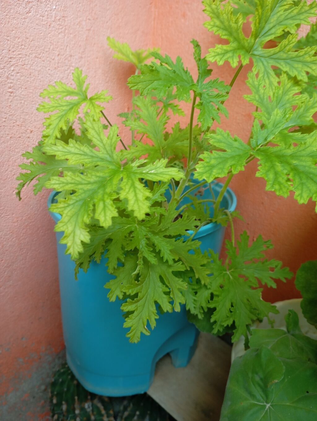 Sardunya (ətirli geranium) – saksıda yetişdirilən dekorativ bitki — Qapı bitkələri, Digah (2)