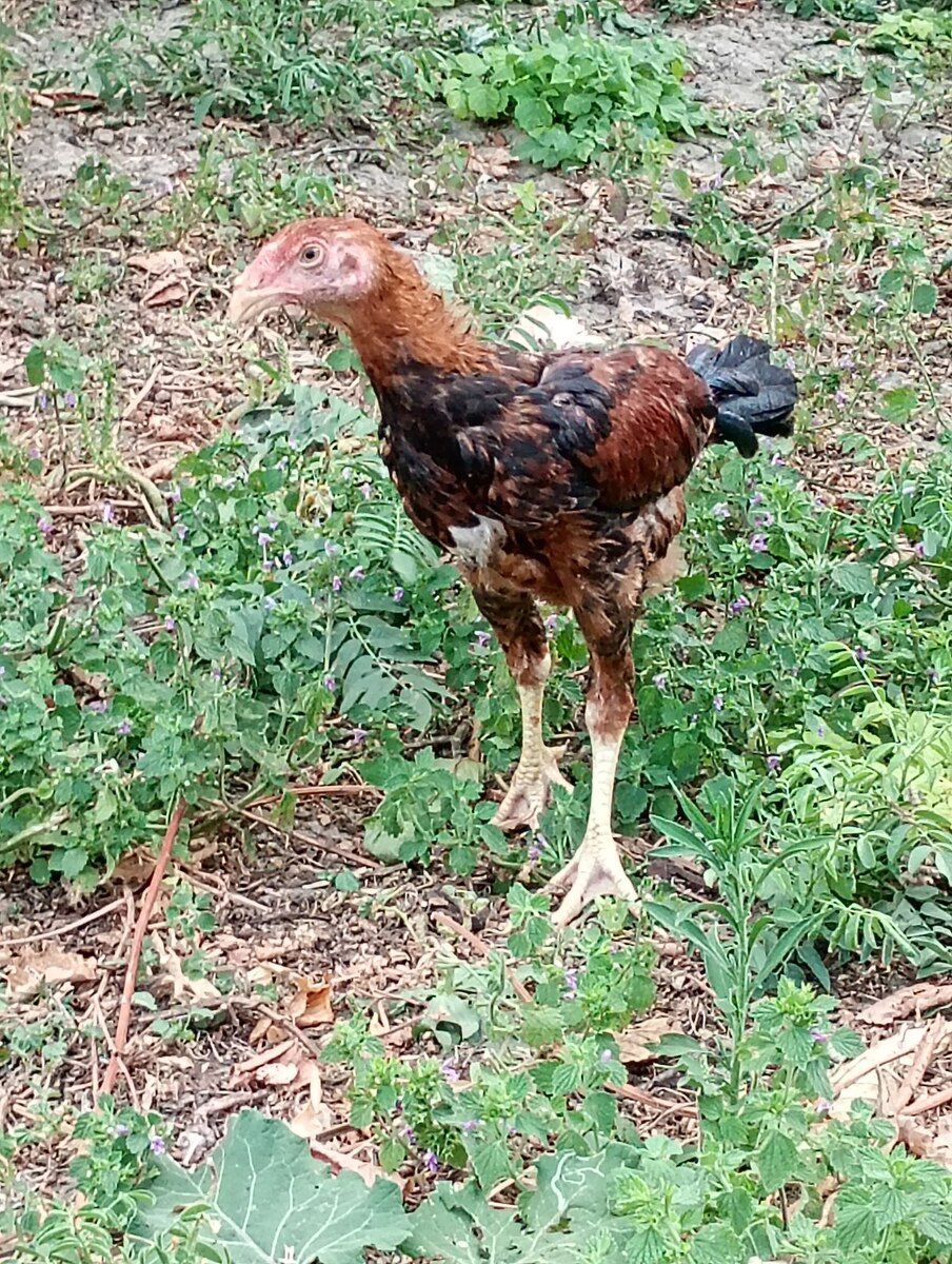 Heyratı beçələr — Quşlar, Şabran (2)