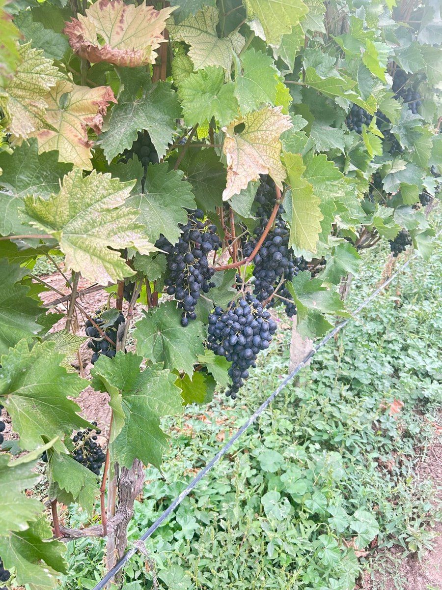 4000 sot torpaq sahəsi, Tovuz r — Torpaq, Tovuz (4)