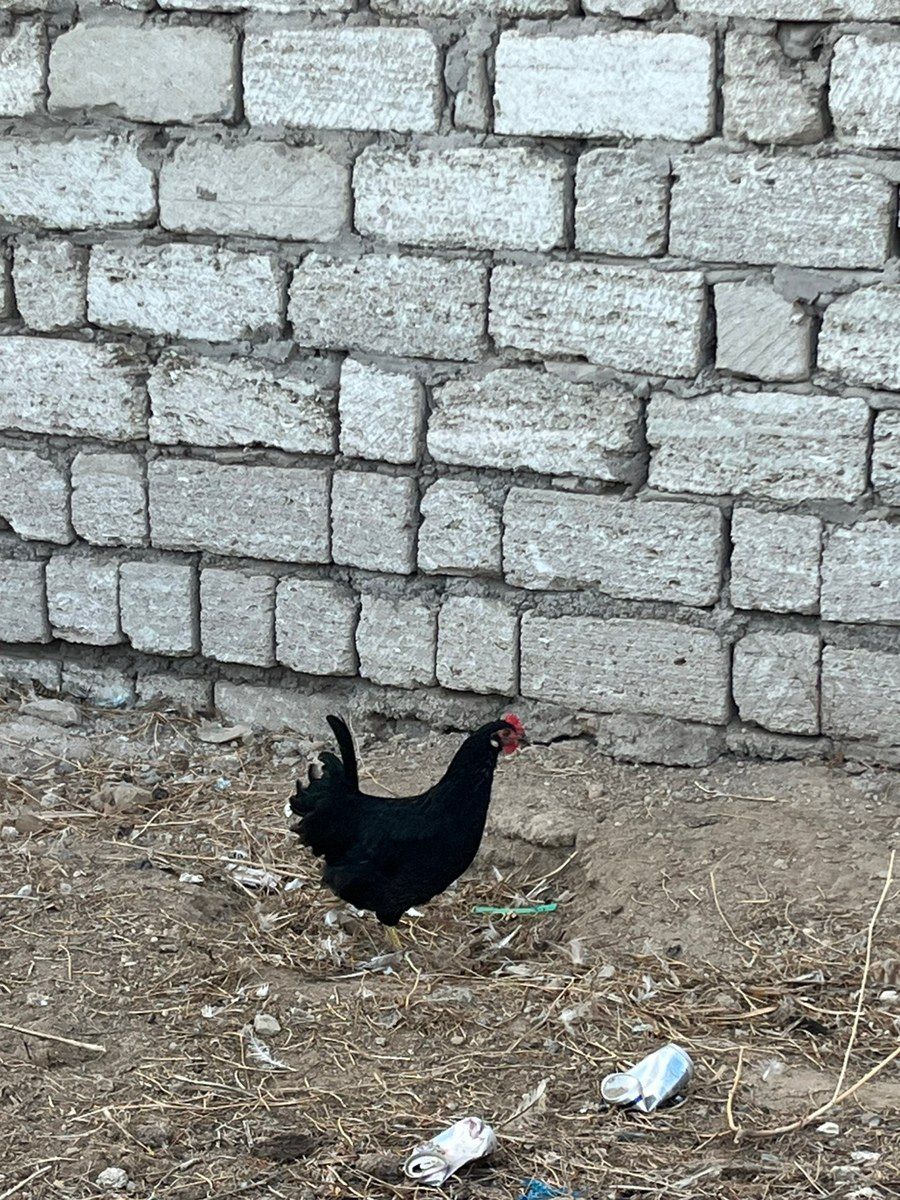 Yaponka xoruzu və toyuqları — Quşlar, Bakı (3)