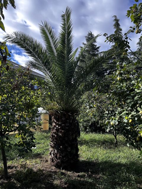 Palma ağacı — Bakı