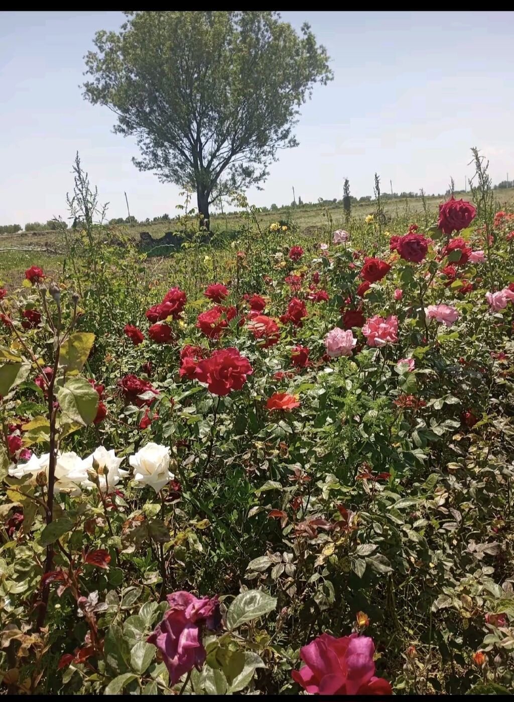 Məhsul: Nadir dekorativ gül və kol bitkiləri üçün tinglər — Ağaclar və fidan, Tərtər (5)