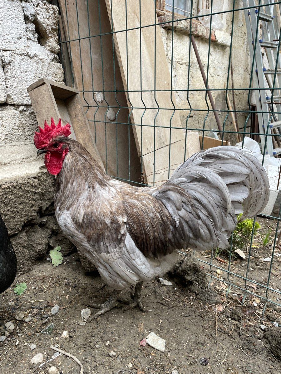 Avstralorp xoruzu — Quşlar, Bakı (2)