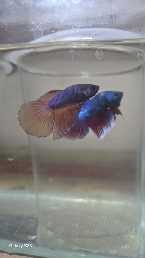 Betta (Petuşok balığı), Sülhsevər, Rayonlara çatdırılma — Güll-Toxum-Satışı