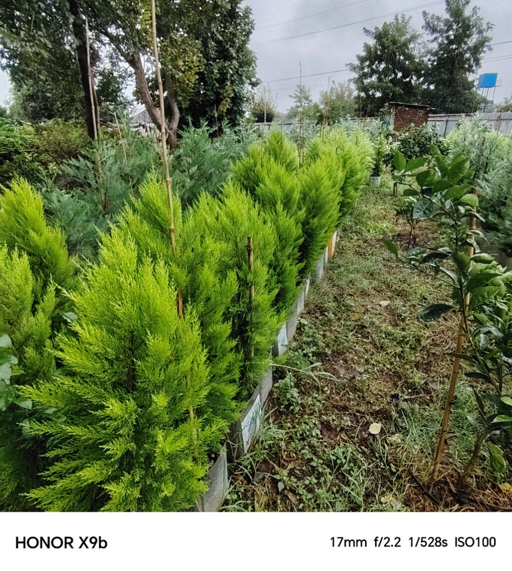 Thuja (Qızıl şam, leylandi tipli dekorativ iynəyarpaq) fidanları — Bitkilər, Astara (5)