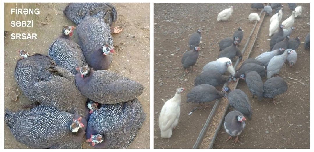 Yumurtlayan kənd toyuqları — Quşlar, Şirvan