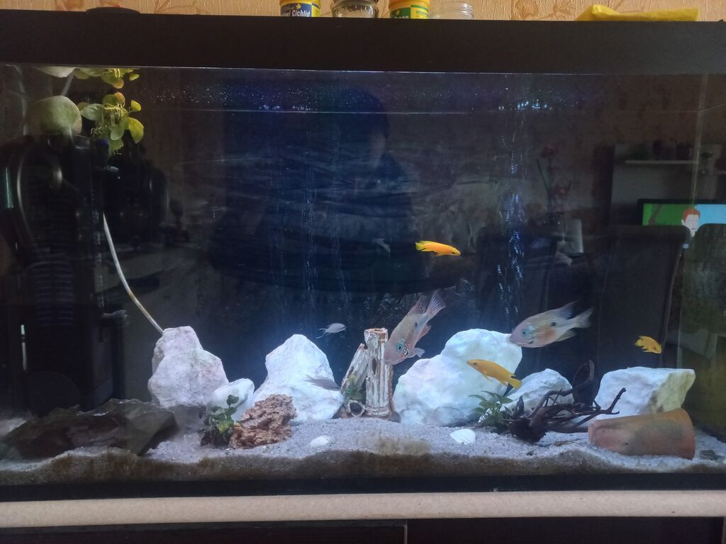 Akvarium-şkaf, Balıqlarla birlikdə, 230 l — Akvariumlar və balıqlar, Bakı (6)