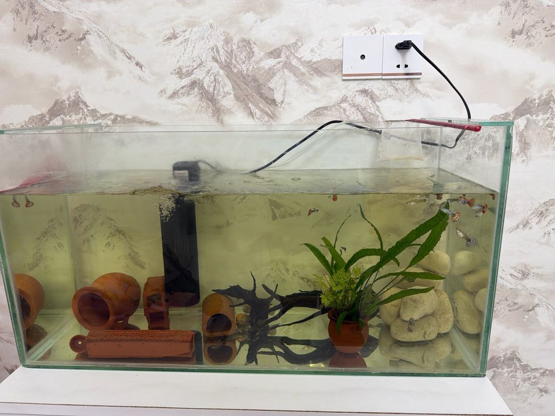 Akvarium və dolabı — Akvariumlar və balıqlar, Bakı (2)