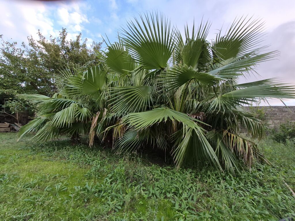 Mexikan Fan Xurması (Washingtonia robusta) – iri ölçülü, çoxgövdəli — Bitkilər, Bakı (4)