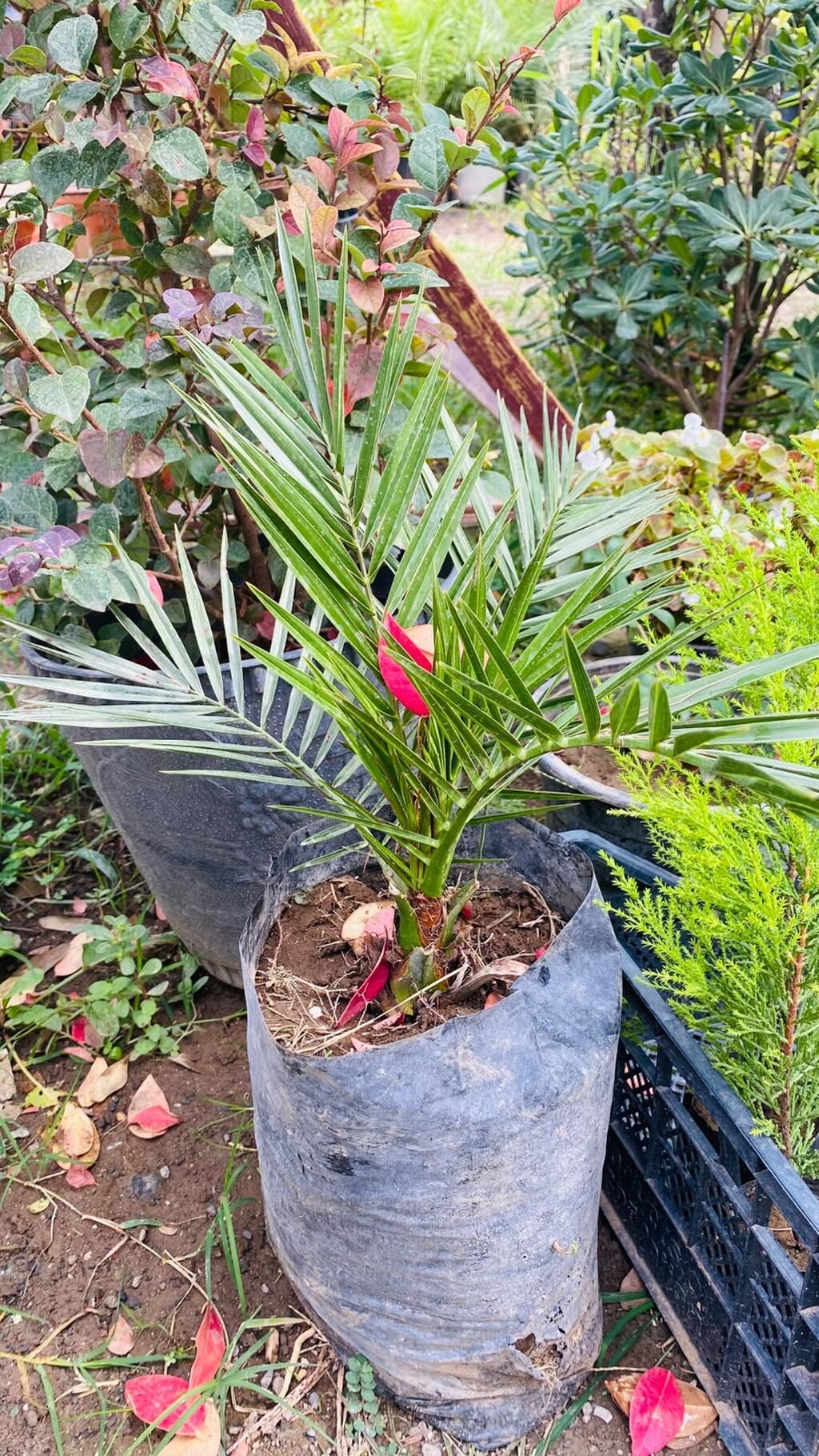 Finik palması (Phoenix dactylifera) – ting - Növdə: dekorativ və — Ağaclar və fidan, Astara