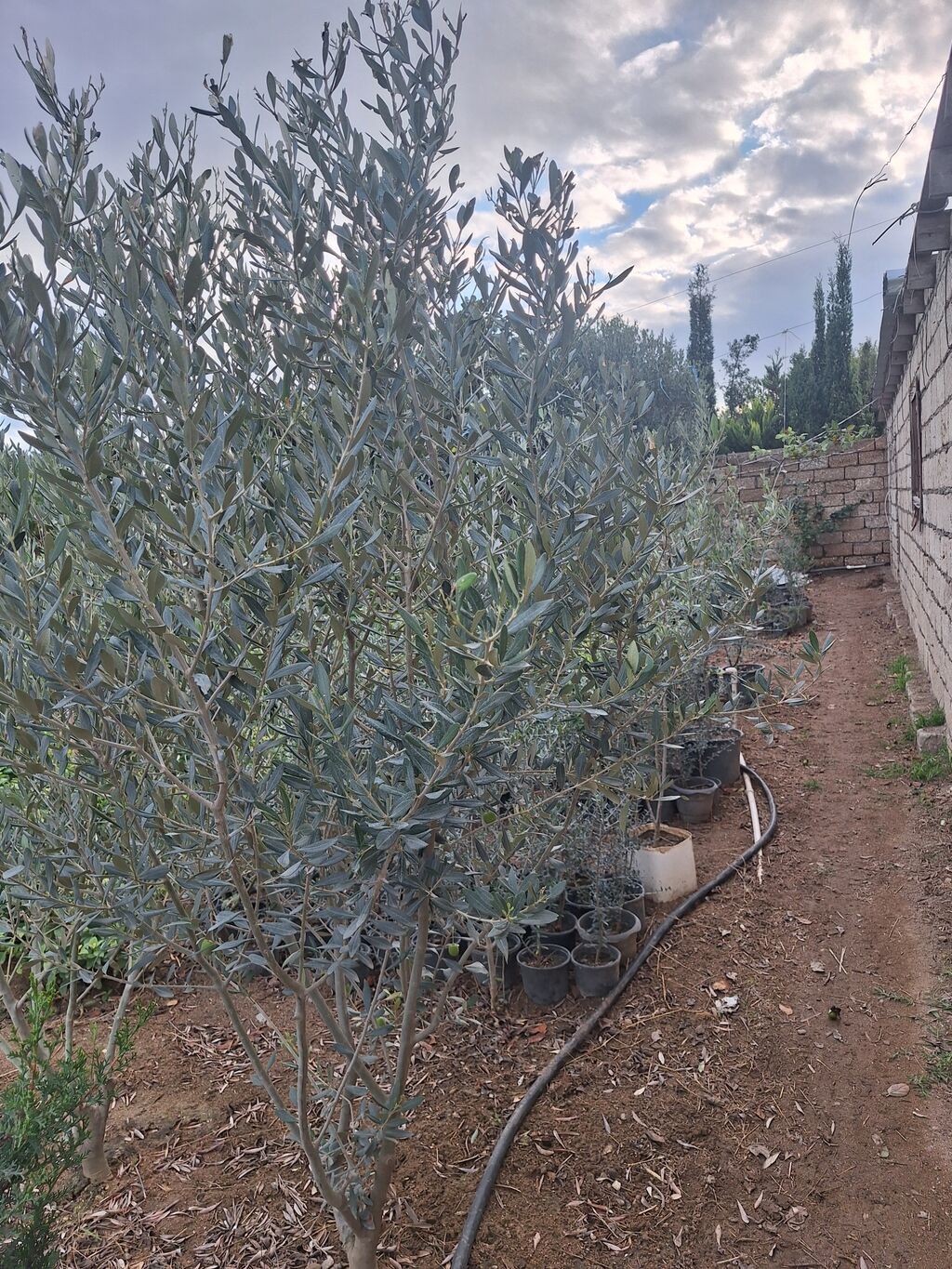 Zeytun ağacları 20 manatdan başlayan qiymətlərlə — Ağaclar və fidan, Digah (5)