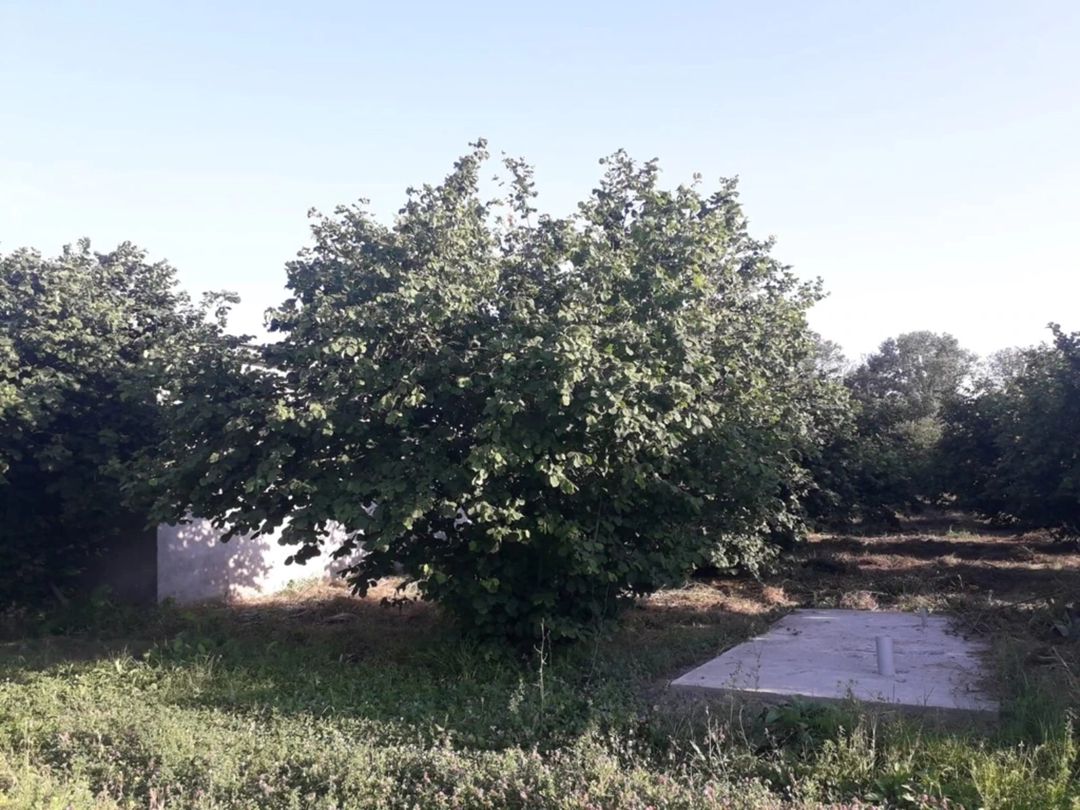 Satılır 3 otaqlı həyət evi/bağ evi 65 m² — Ev, villa, Qəbələ (4)
