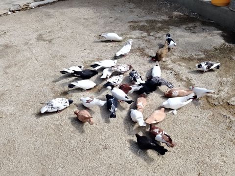 Salam quşlar hoptom satilir usd usde 5manatdan asaqi yeri yoxdur uz — 5 ₼ · Digah · Göyərçin Salam quşlar hoptom satilir usd usde 5manatdan asaqi yeri yoxdur uz — Digah