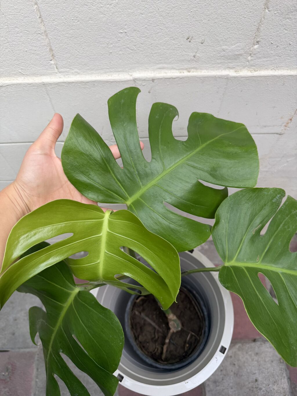Monstera qiymət 15-25-30azn. Çatdırılma Şamaxinka. Ünvana boltla — Qapı bitkələri, Masazır (5)