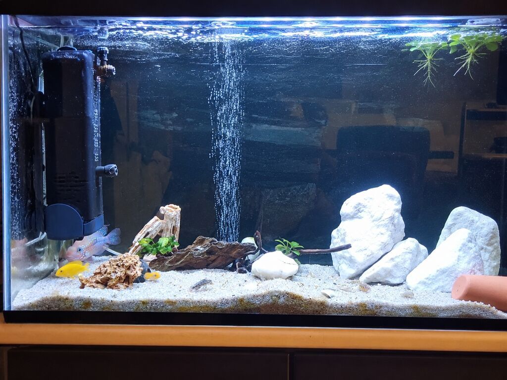 Akvarium-şkaf, Balıqlarla birlikdə, 230 l — Akvariumlar və balıqlar, Bakı