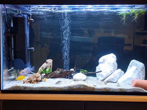 Akvarium-şkaf, Balıqlarla birlikdə, 230 l — Bakı