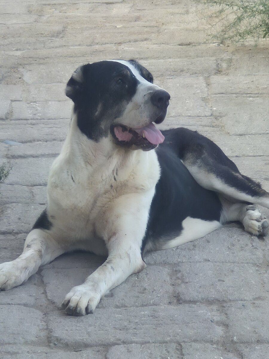 Alabay — Köpəklər, Bakı (2)