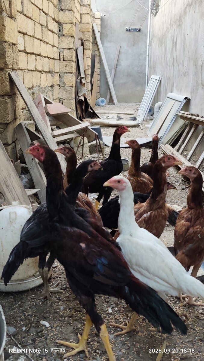 Heyratı becələr — Quşlar, Sumqayıt (4)