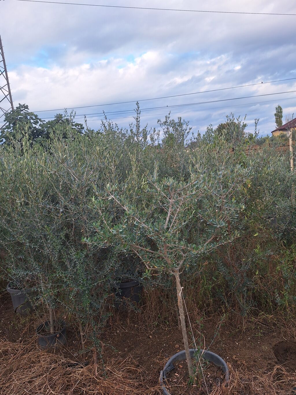Zeytun ağacları 20 manatdan başlayan qiymətlərlə — Ağaclar və fidan, Digah (3)