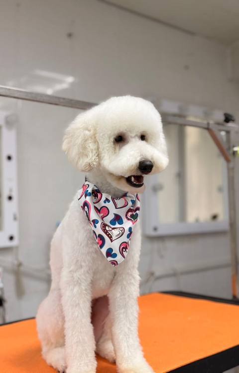 1 yaş 6 ayliğ pudi cinsi Erkey reşotqa var jiletqası var paltarları — 500 ₼ · Bakı, Nərimanov · Grooming və qayğı 1 yaş 6 ayliğ pudi cinsi Erkey reşotqa var jiletqası var paltarları — Bakı
