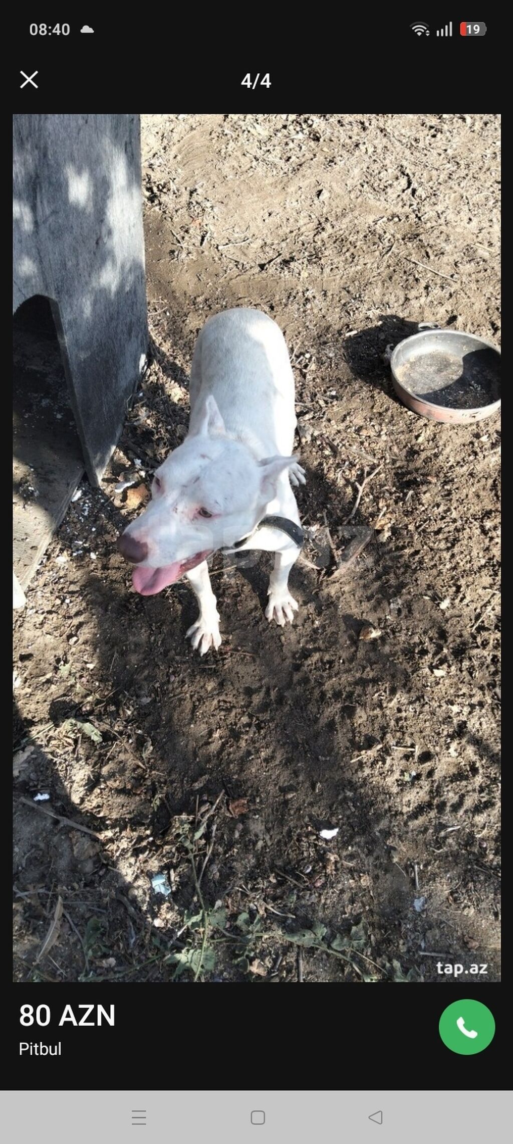 Pitbul, 1 il, Dişi, Peyvəndli — Köpəklər, Digah (2)