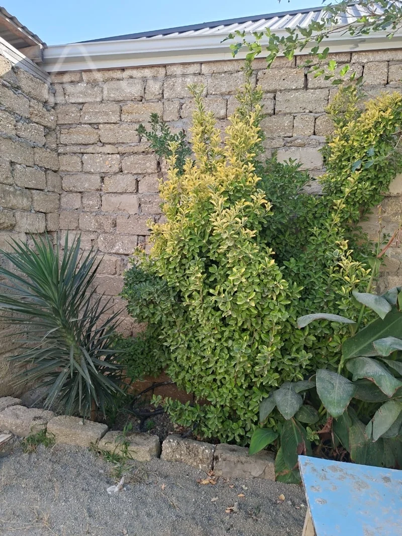 3 otaqlı həyət evi, 200 m², Buzovna — Ev, villa, Bakı (4)