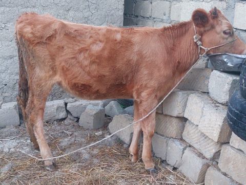 Dana — 1 030 ₼ · Quba · Kənd təsərrüfatı heyvanları Dana — Quba