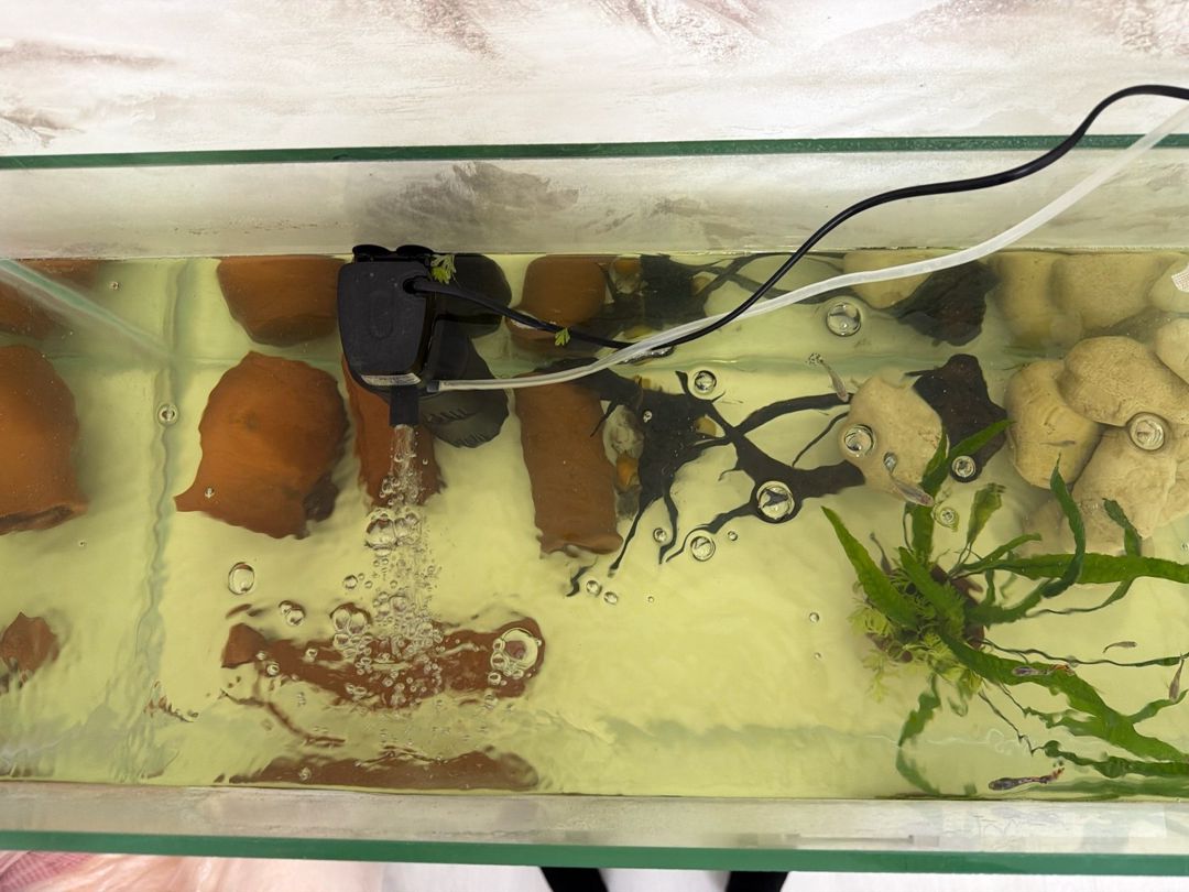 Akvarium və dolabı — Akvariumlar və balıqlar, Bakı (3)