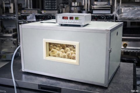 Professional inkubator — Bakı