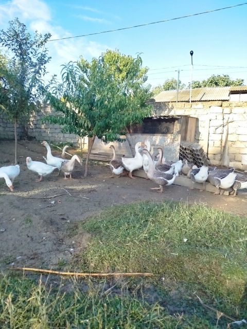 Qazlar — Mingəçevir