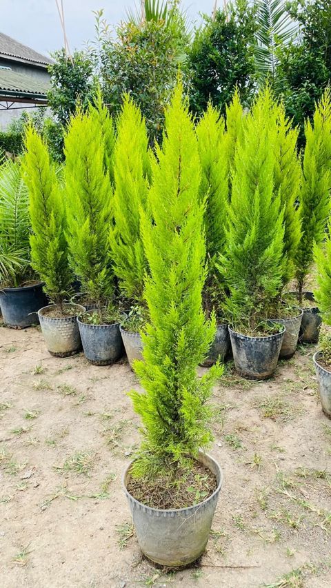 Thuja “Golden Smaragd” (qızılı-yaşıl iynəyarpaq kolu) – qapda - Bitki — Astara