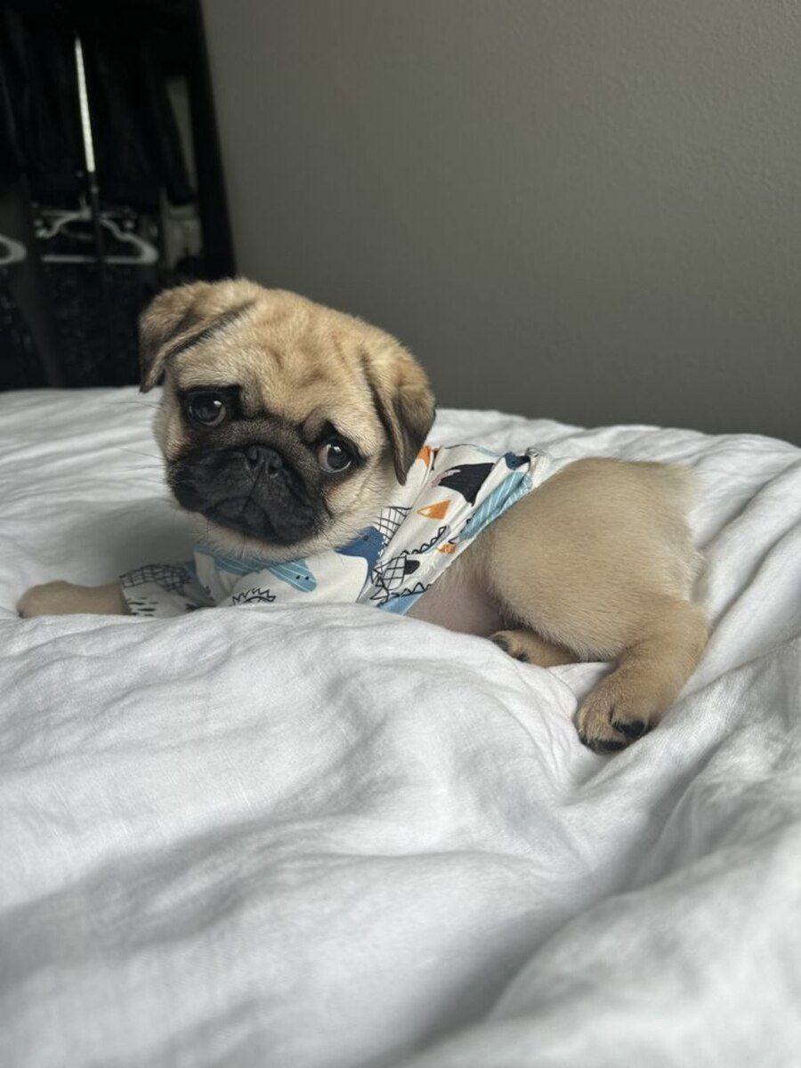 Pug balaları — Köpəklər, Bakı (2)