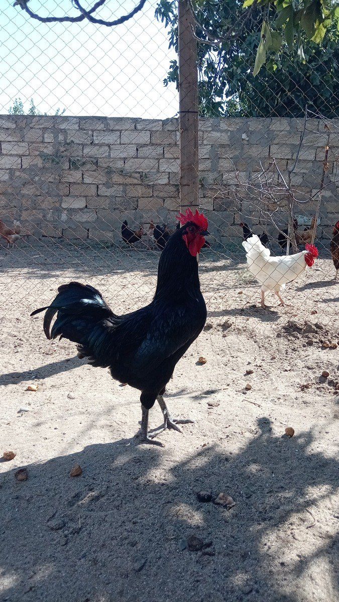 Avstralorp toyuqları — Quşlar, Bakı (2)