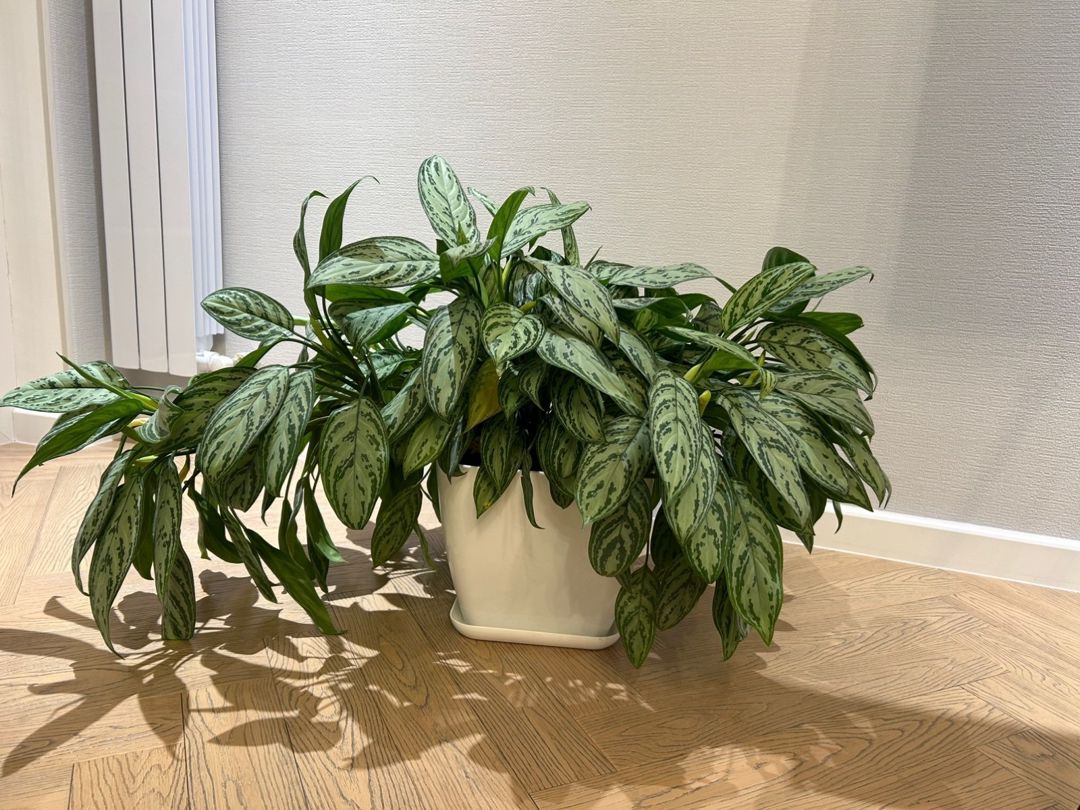 Aglaonema — Bitkilər, Bakı (2)