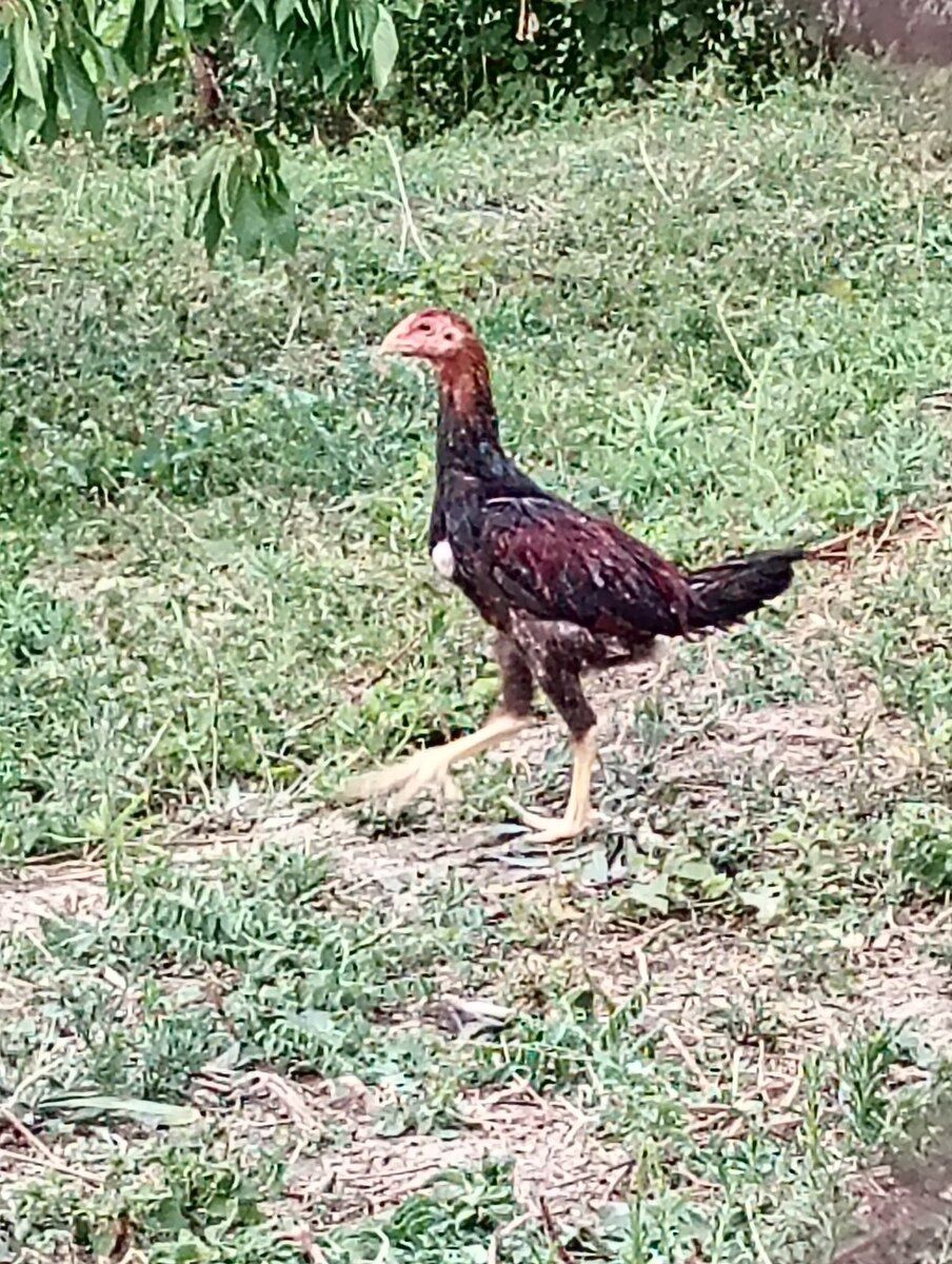 Heyratı beçələr — Quşlar, Şabran (6)