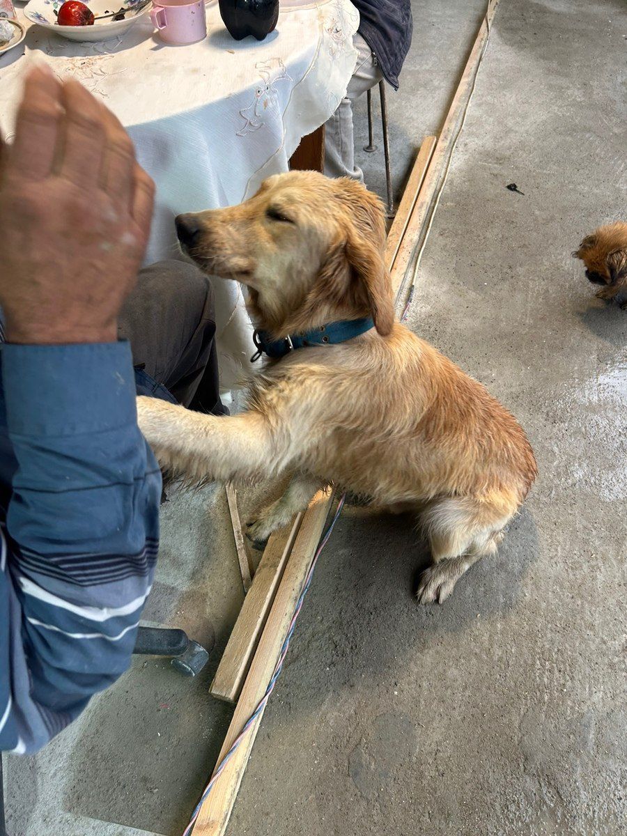 Labrador Retriver balası — Köpəklər, Bakı (4)