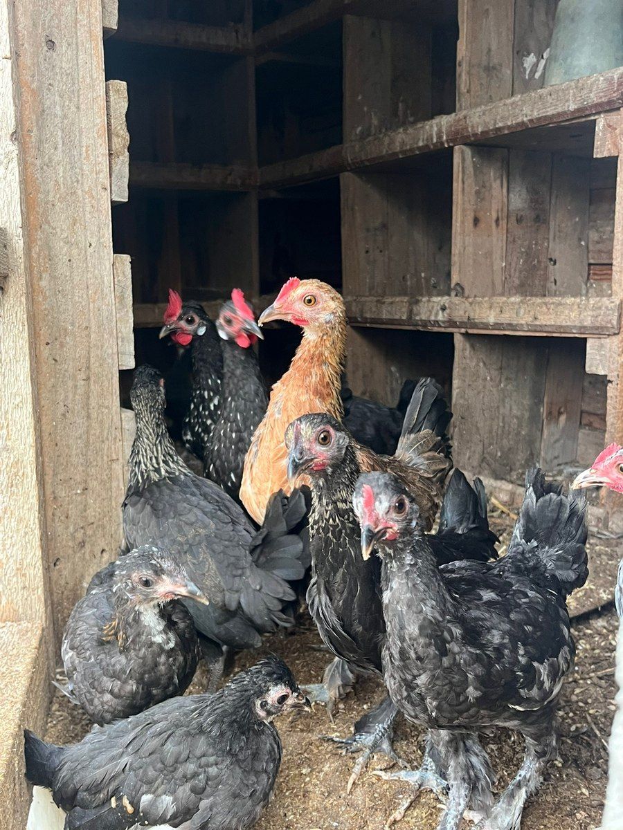 Yaponka xoruzu və toyuqları — Quşlar, Bakı (8)